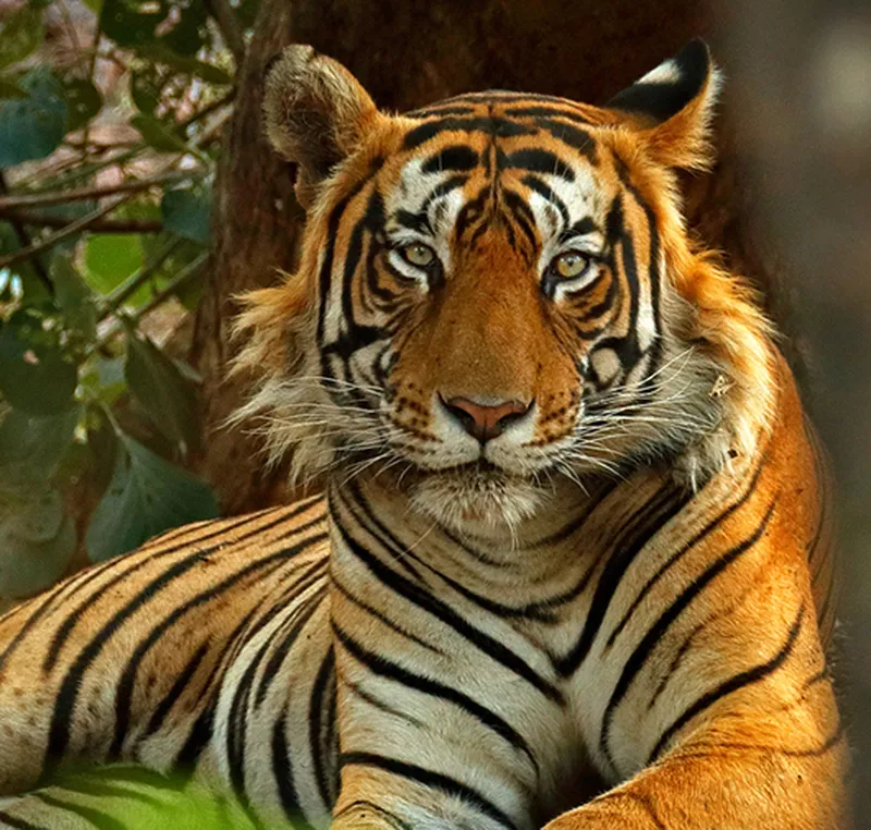 Image Ranthambore National Park - Wildlife Sanctuary image beautiful image beautiful - Tours to Ranthambore National Park, Tiger Safari Tours 2024/2025