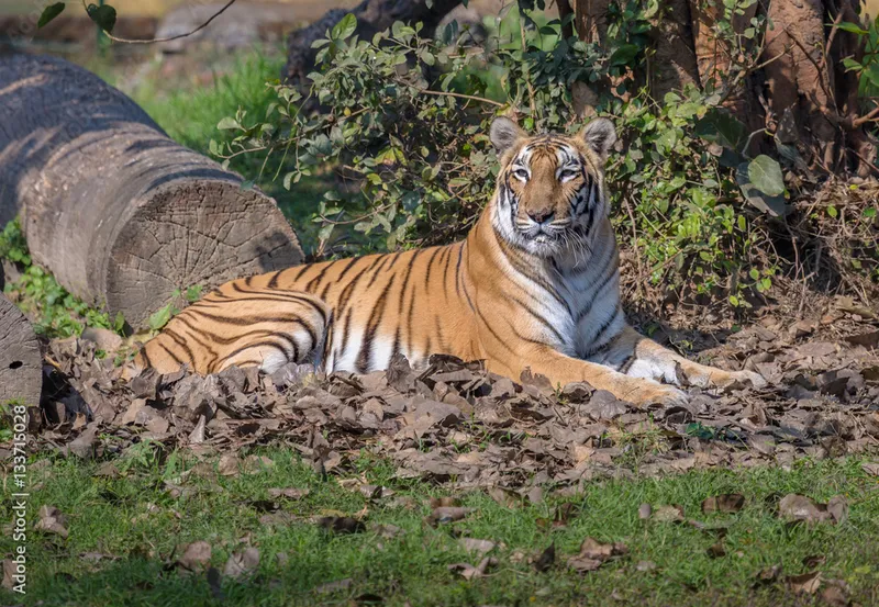 Image Ranthambore National Park - Wildlife Sanctuary image beautiful image beautiful - Bengal tiger is definitely one of the most beautiful animals and ...