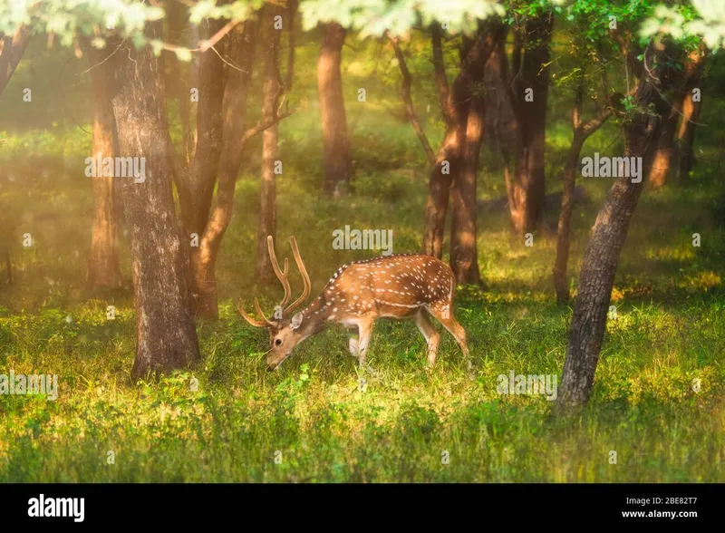 Image Ranthambore National Park - Wildlife Sanctuary image beautiful image beautiful - Chital deer hi-res stock photography and images - Page 5 - Alamy