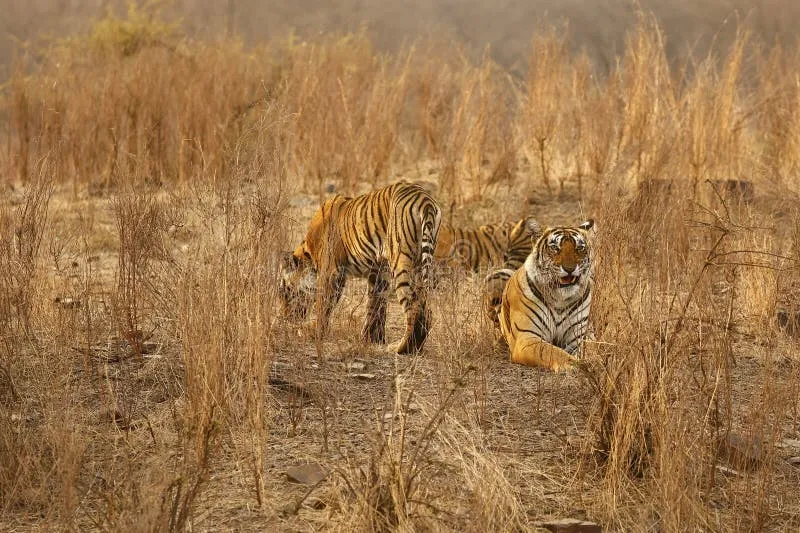 Image Ranthambore National Park - Wildlife Sanctuary image beautiful image beautiful image beautiful - 7,630 Tiger Family Stock Photos - Free & Royalty-Free Stock Photos ...