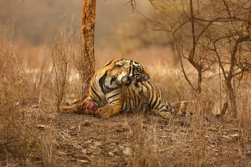 Image Ranthambore National Park - Wildlife Sanctuary image beautiful image beautiful image beautiful - Tiger Running Away Stock Photos - Free & Royalty-Free Stock Photos ...