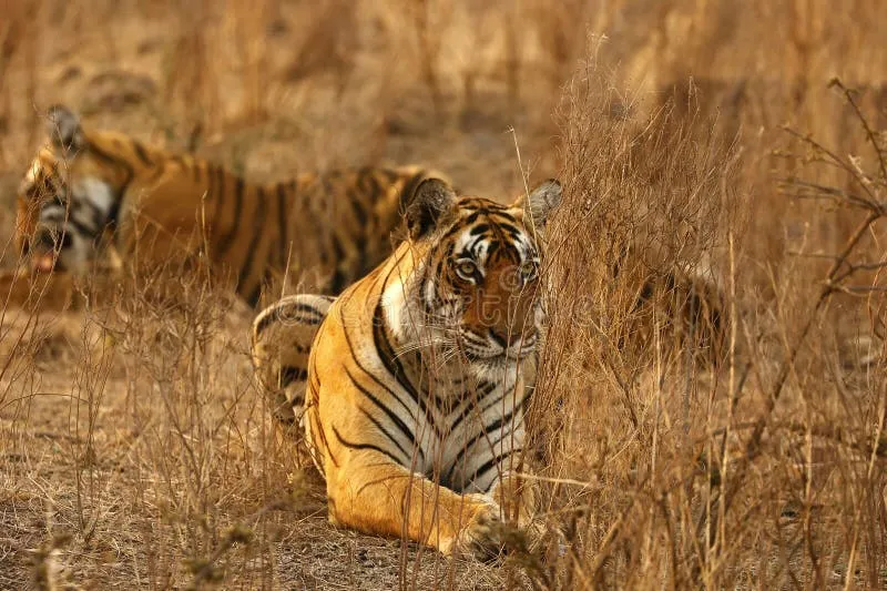 Image Ranthambore National Park - Wildlife Sanctuary image beautiful image beautiful image beautiful image beautiful - 5,198 Bengal Tigers Stock Photos - Free & Royalty-Free Stock ...