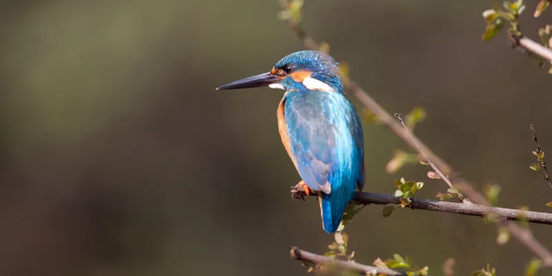 Image Ranthambore National Park - Wildlife Sanctuary image beautiful image beautiful image beautiful image beautiful - Feel the Twitter of Zealous and Beautiful Birds in the Top 10 Bird ...