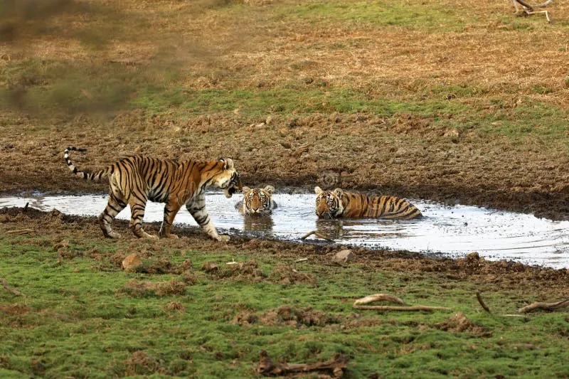 Image Ranthambore National Park - Wildlife Sanctuary image beautiful image beautiful image beautiful image beautiful image beautiful - 2,049 Tiger Cubs Stock Photos - Free & Royalty-Free Stock Photos ...