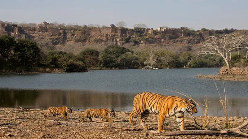 Image Ranthambore National Park - Wildlife Sanctuary image beautiful image beautiful image beautiful image beautiful image beautiful - Sawai Man Singh Wildlife Sanctuary a beautiful ecological ...