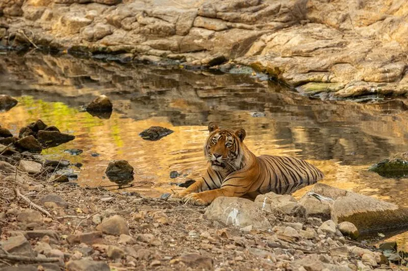 Image Ranthambore National Park - Wildlife Sanctuary image beautiful image beautiful image beautiful image beautiful image beautiful - Page 12 | Periyar Wildlife Sanctuary Images - Free Download on Freepik