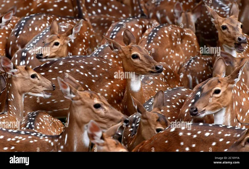 Image Ranthambore National Park - Wildlife Sanctuary image beautiful image beautiful image beautiful image beautiful image beautiful image beautiful image beautiful - Herd of Spotted deer or Chital, chital deer, axis deer. Beautiful ...