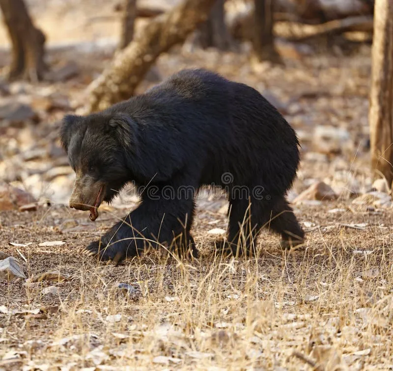 Image Ranthambore National Park - Wildlife Sanctuary image beautiful image beautiful image beautiful image beautiful image beautiful image beautiful image beautiful - 2,029 Indian Bear Stock Photos - Free & Royalty-Free Stock Photos ...