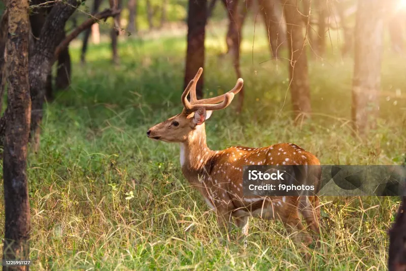 Image Ranthambore National Park - Wildlife Sanctuary image beautiful image beautiful image beautiful image beautiful image beautiful image beautiful image beautiful - Beautiful Male Chital Or Spotted Deer In Ranthambore National Park ...