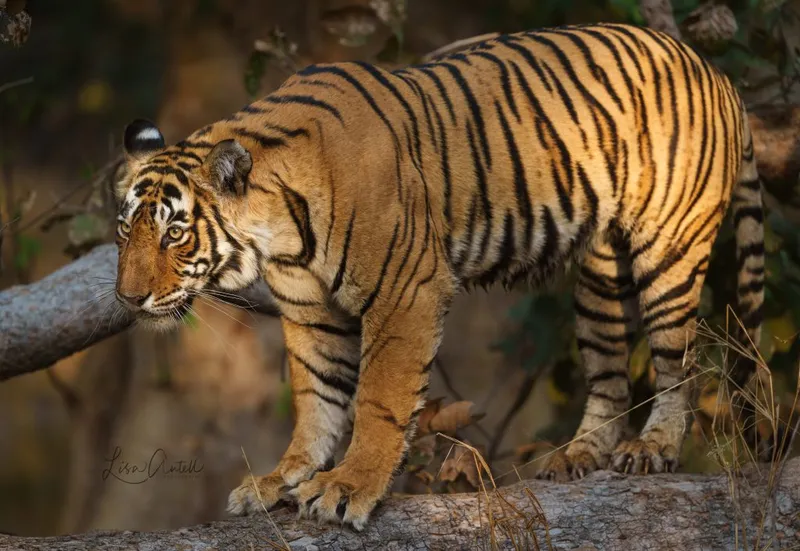 Image Ranthambore National Park - Wildlife Sanctuary image beautiful image beautiful image beautiful image beautiful image beautiful image beautiful image beautiful - Searching for the world's biggest cat: the tiger. - Wandering Thru