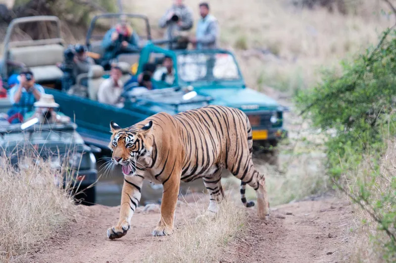 Image Ranthambore National Park - Wildlife Sanctuary image beautiful image beautiful image beautiful image beautiful image beautiful image beautiful image beautiful image beautiful - 8 Of The Best Animal Safari Locations In The World ⋆ Every Avenue ...