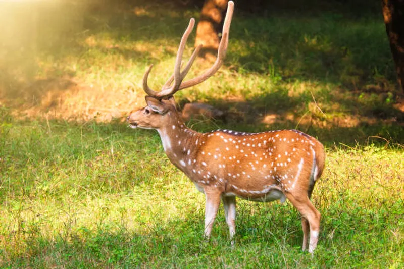 Image Ranthambore National Park - Wildlife Sanctuary image beautiful image beautiful image beautiful image beautiful image beautiful image beautiful image beautiful image beautiful - 170+ Male Spotted Deer In Grassland Stock Photos, Pictures ...