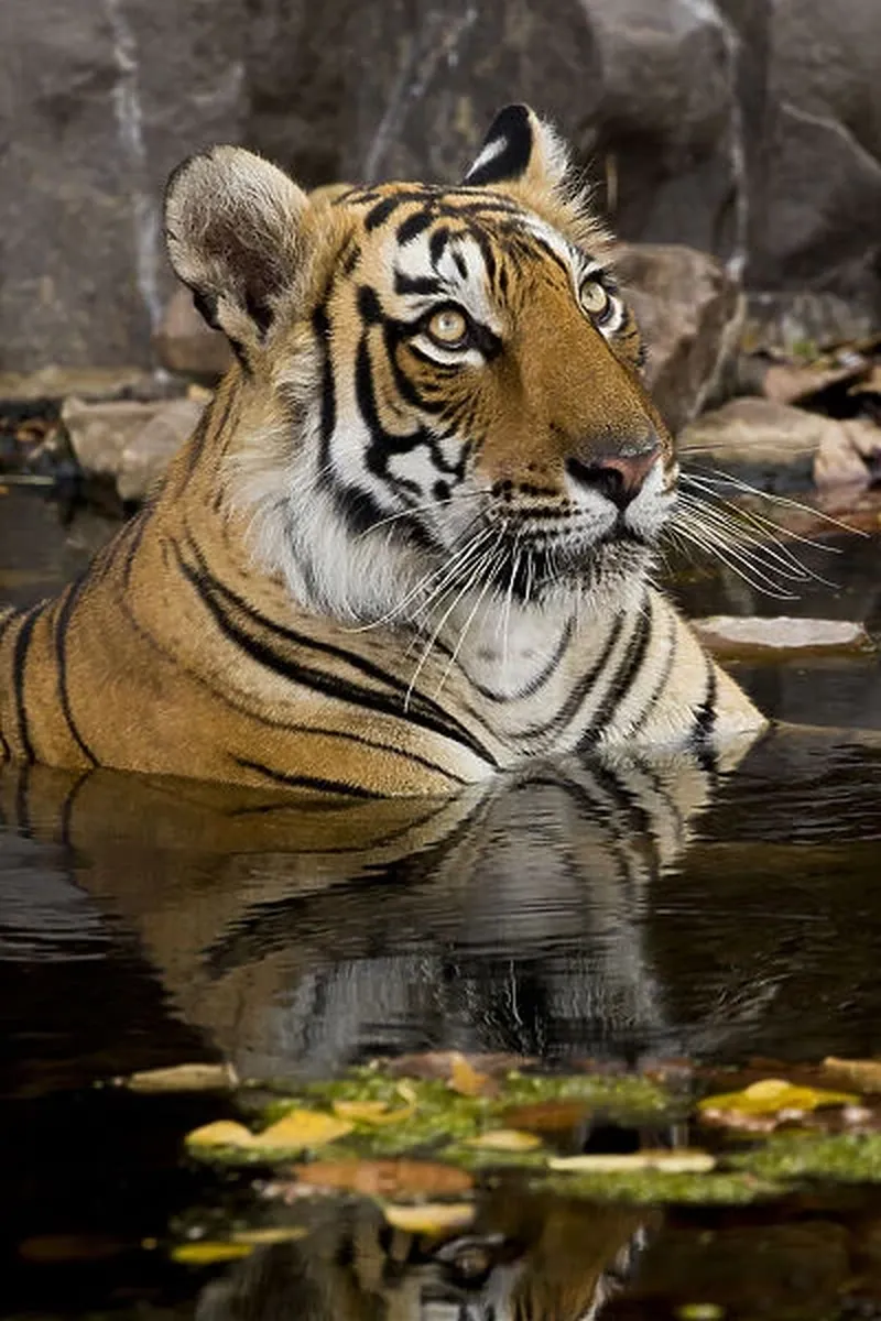 Image Ranthambore National Park - Wildlife Sanctuary image beautiful image beautiful image beautiful image beautiful image beautiful image beautiful image beautiful image beautiful - Bengal tiger (Panthera tigris) submerged in water Our beautiful ...