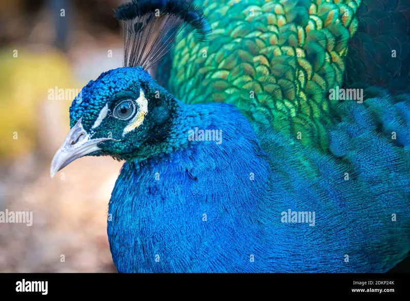 Image Ranthambore National Park - Wildlife Sanctuary image beautiful image beautiful image beautiful image beautiful image beautiful image beautiful image beautiful image beautiful - Indian peacock hi-res stock photography and images - Alamy