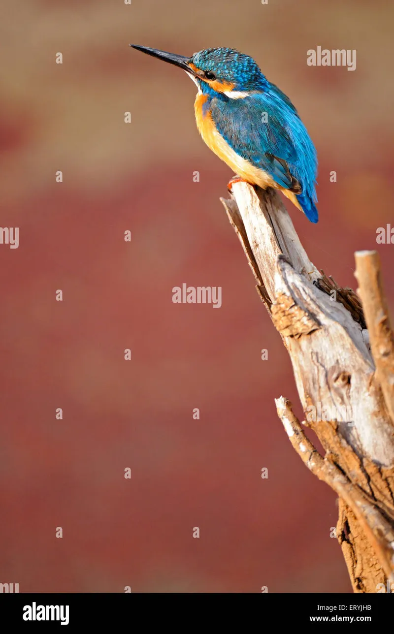 Image Ranthambore National Park - Wildlife Sanctuary image beautiful image beautiful image beautiful image beautiful image beautiful image beautiful image beautiful image beautiful - Indian kingfisher bird hi-res stock photography and images - Alamy