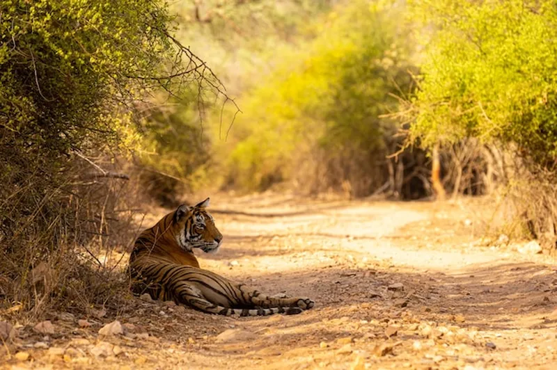 Image Ranthambore - Safari Experience image beautiful image beautiful image beautiful - Page 6 | Safari Experience Images - Free Download on Freepik