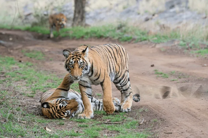 Image Ranthambore - Safari Experience image beautiful image beautiful image beautiful - Discover the Ultimate Ranthambore Wildlife Safari Experience ...