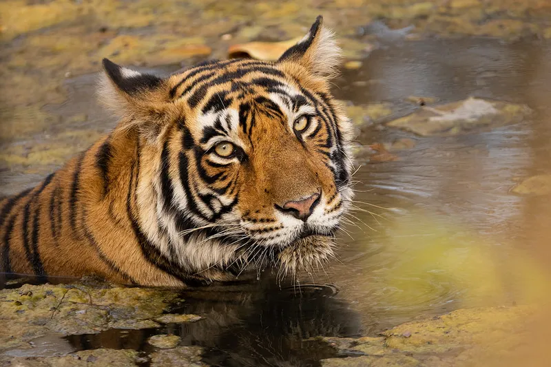 Image Ranthambore - Safari Experience image beautiful image beautiful image beautiful - Bathing tigress, Ranthambore National Park - Francis J Taylor ...