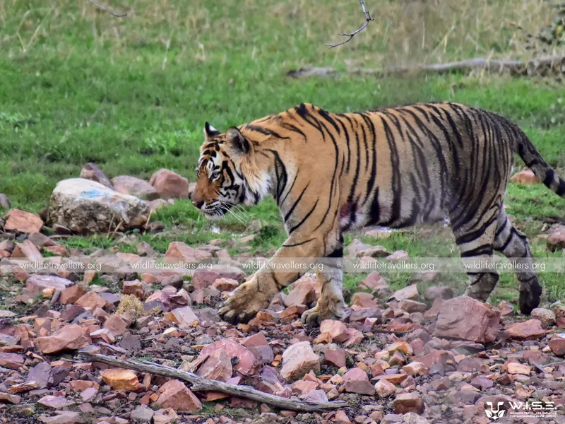 Image Ranthambore - Safari Experience image beautiful image beautiful image beautiful image beautiful - Ranthambore National Park | Journey into the Realm of Tigers