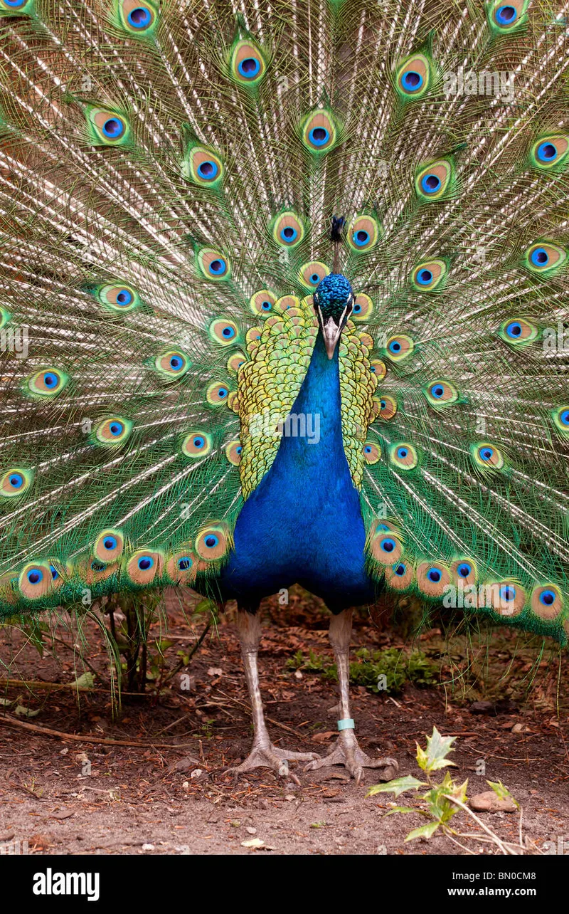 Image Ranthambore - Safari Experience image beautiful image beautiful image beautiful image beautiful - portrait of male peacock bird with beautiful feathers attracting ...