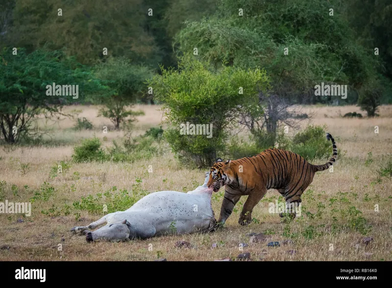 Image Ranthambore - Safari Experience image beautiful image beautiful image beautiful image beautiful - Tiger in nature habitat and killed cow in jungle.Wildlife scene ...