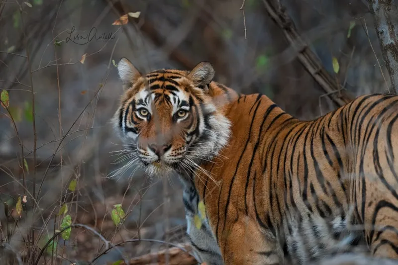 Image Ranthambore - Safari Experience image beautiful image beautiful image beautiful image beautiful - Searching for the world's biggest cat: the tiger. - Wandering Thru