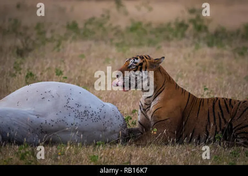 Image Ranthambore - Safari Experience image beautiful image beautiful image beautiful image beautiful image beautiful - Tiger in nature habitat and killed cow in jungle.Wildlife scene ...