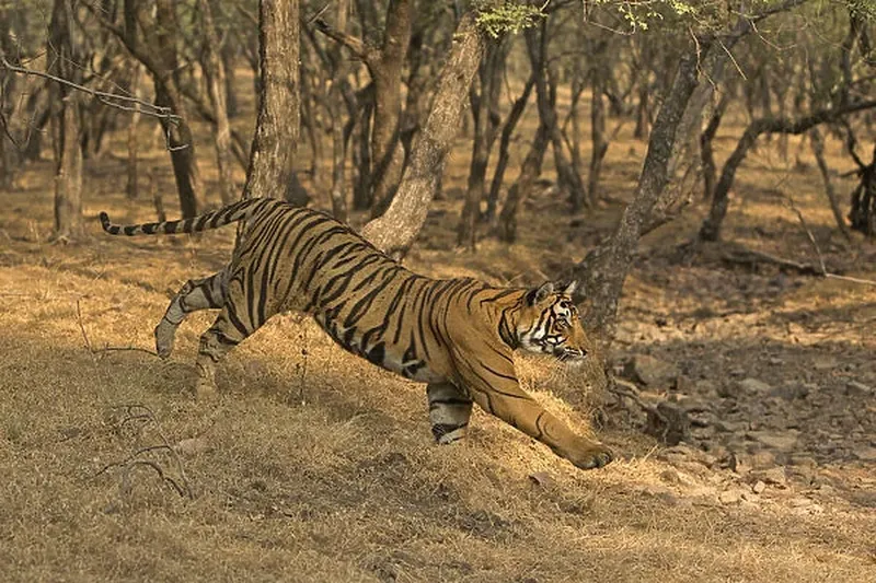 Image Ranthambore - Safari Experience image beautiful image beautiful image beautiful image beautiful image beautiful - Bengal tiger (Panthera tigris) running down slope Our beautiful ...