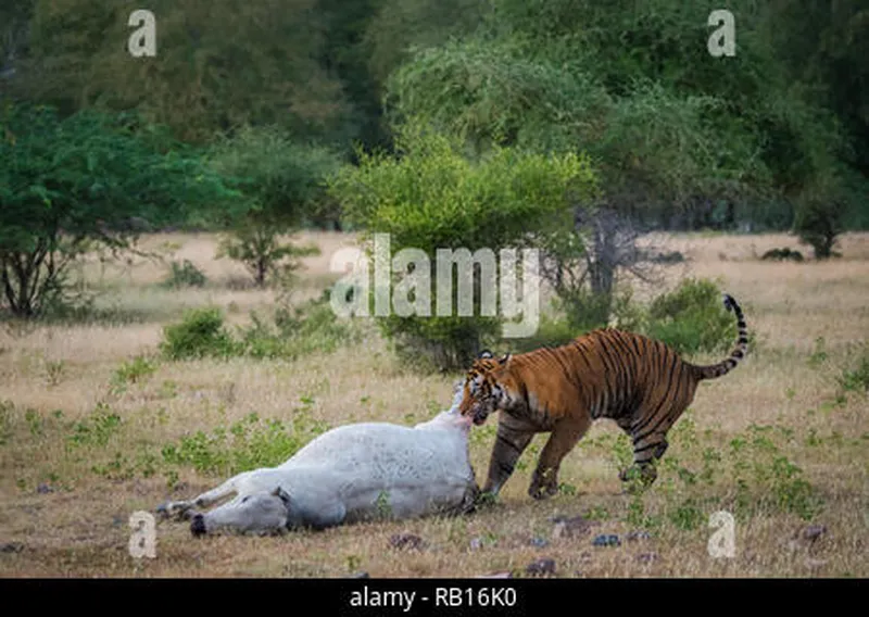 Image Ranthambore - Safari Experience image beautiful image beautiful image beautiful image beautiful image beautiful - Tiger in nature habitat and killed cow in jungle.Wildlife scene ...