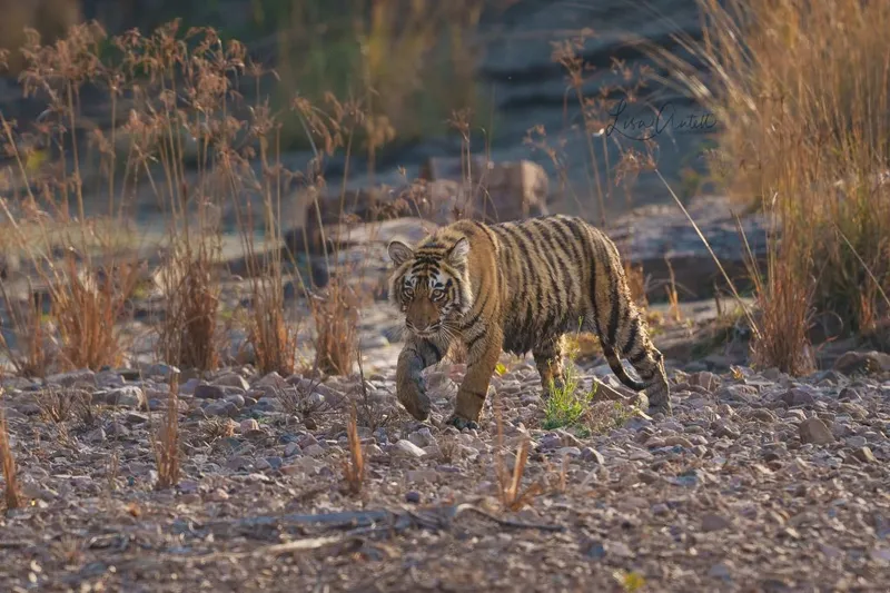 Image Ranthambore - Safari Experience image beautiful image beautiful image beautiful image beautiful image beautiful - Searching for the world's biggest cat: the tiger. - Wandering Thru