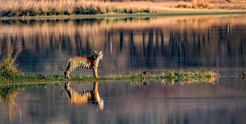 Image Ranthambore - Safari Experience image beautiful image beautiful image beautiful image beautiful image beautiful - Wildlife Travel Guide to Ranthambore National Park - Ranthambore ...