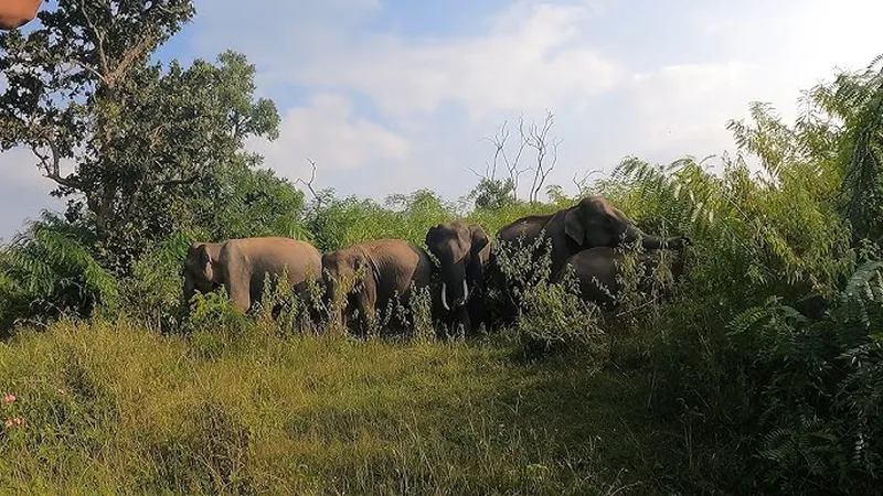 Image Ranthambore - Safari Experience image beautiful image beautiful image beautiful image beautiful image beautiful image beautiful - Elephants: Two beautiful Herds, Safari Experience in Bandipur ...