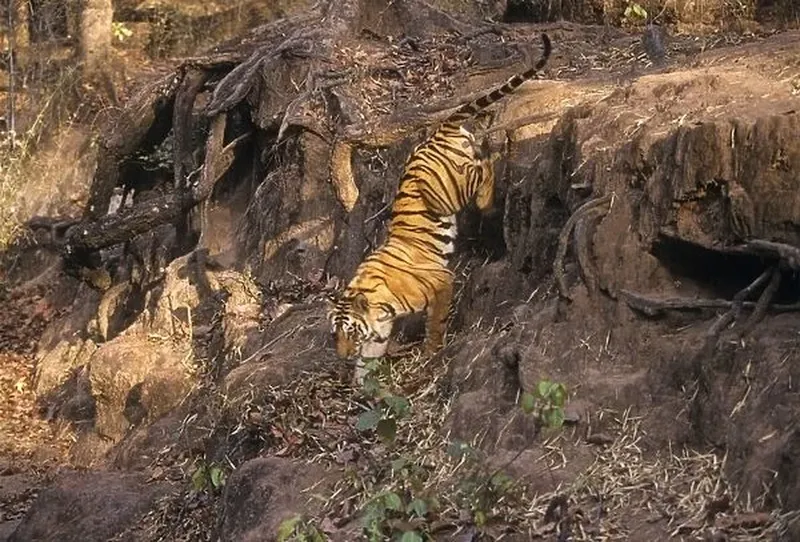 Image Ranthambore - Safari Experience image beautiful image beautiful image beautiful image beautiful image beautiful image beautiful - Bengal / Indian Tiger climbing down drop Our beautiful Wall Art ...