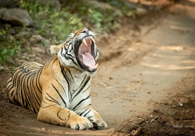 Image Ranthambore - Safari Experience image beautiful image beautiful image beautiful image beautiful image beautiful image beautiful - Nishant Sharma on X: 