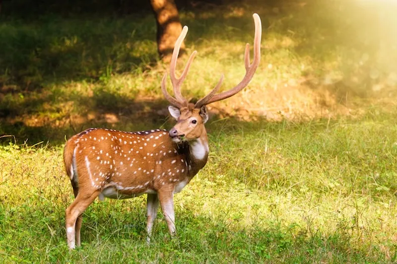 Image Ranthambore - Safari Experience image beautiful image beautiful image beautiful image beautiful image beautiful image beautiful image beautiful image beautiful - Premium Photo | Beautiful male chital or spotted deer in ...