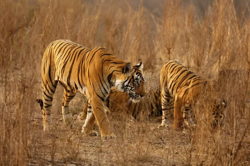 Image Ranthambore - Safari Experience image beautiful image beautiful image beautiful image beautiful image beautiful image beautiful image beautiful image beautiful - 5,198 Bengal Tigers Stock Photos - Free & Royalty-Free Stock ...