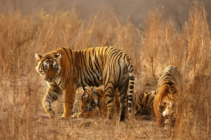 Image Ranthambore - Safari Experience image beautiful image beautiful image beautiful image beautiful image beautiful image beautiful image beautiful image beautiful - 5,198 Bengal Tigers Stock Photos - Free & Royalty-Free Stock ...