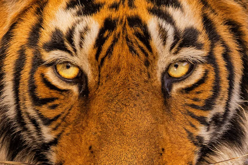 Image Ranthambore - Safari Experience image beautiful image beautiful image beautiful image beautiful image beautiful image beautiful image beautiful image beautiful - Tiger's eyes - Francis J Taylor Photography