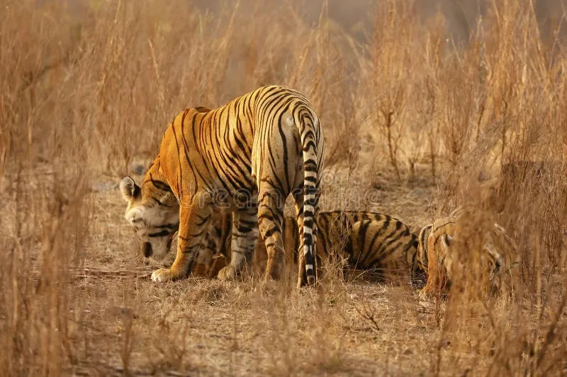 Image Ranthambore - Safari Experience image beautiful image beautiful image beautiful image beautiful image beautiful image beautiful image beautiful image beautiful image beautiful - 5,198 Bengal Tigers Stock Photos - Free & Royalty-Free Stock ...