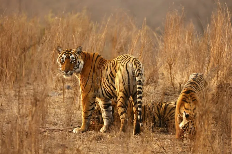 Image Ranthambore - Safari Experience image beautiful image beautiful image beautiful image beautiful image beautiful image beautiful image beautiful image beautiful image beautiful - 5,198 Bengal Tigers Stock Photos - Free & Royalty-Free Stock ...