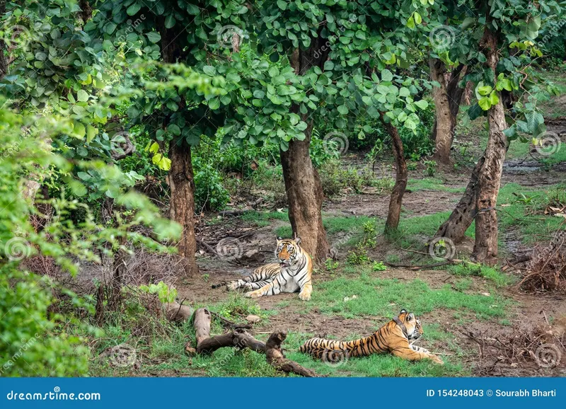 Image Sariska National Park - Tiger Reserve image beautiful - Two Radio or Tracking Collar Bengal Tigers or a Mating Pair in ...