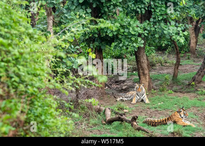 Image Sariska National Park - Tiger Reserve image beautiful - Two Radio or tracking collar bengal tigers or a mating pair in ...