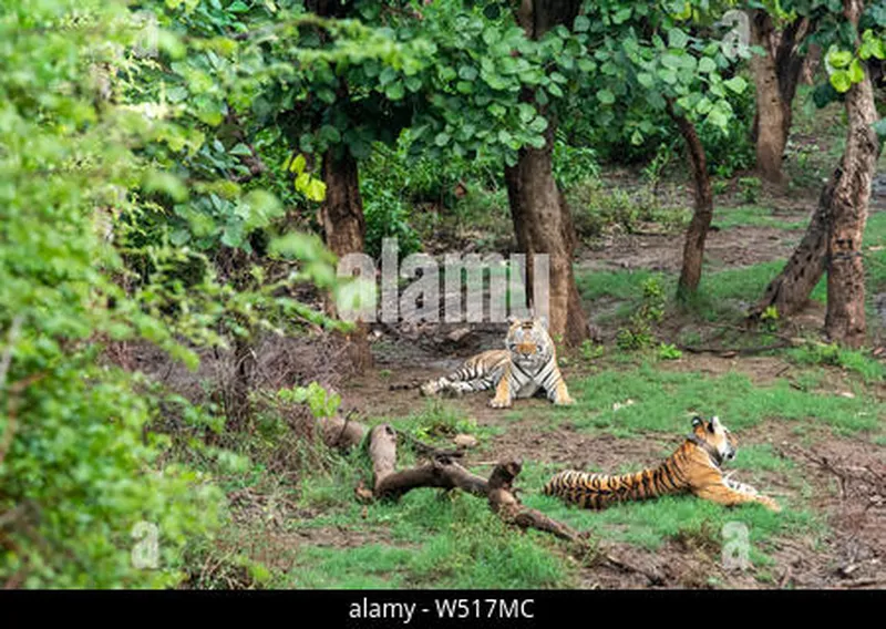 Image Sariska National Park - Tiger Reserve image beautiful - Two Radio or tracking collar bengal tigers or a mating pair in ...