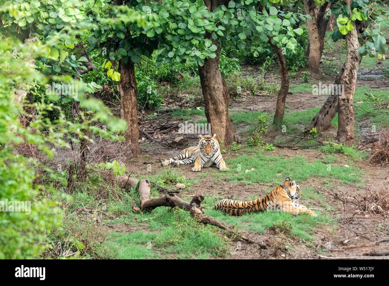 89+ most beautiful images in Sariska National Park – Tiger Reserve India