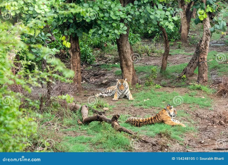 Image Sariska National Park - Tiger Reserve image beautiful - Two Radio or Tracking Collar Bengal Tigers or a Mating Pair in ...