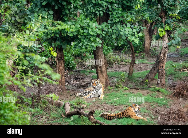 Image Sariska National Park - Tiger Reserve image beautiful - Two Radio or tracking collar bengal tigers or a mating pair in ...