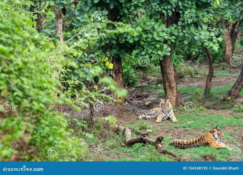 Image Sariska National Park - Tiger Reserve image beautiful - Two Radio or Tracking Collar Bengal Tigers or a Mating Pair in ...