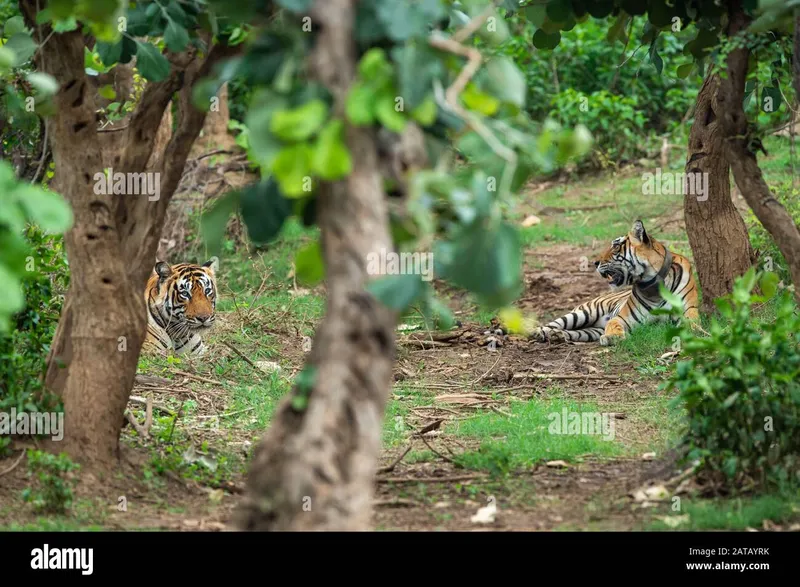 Image Sariska National Park - Tiger Reserve image beautiful - Two radio collared tigers or a mating pair in beautiful green ...