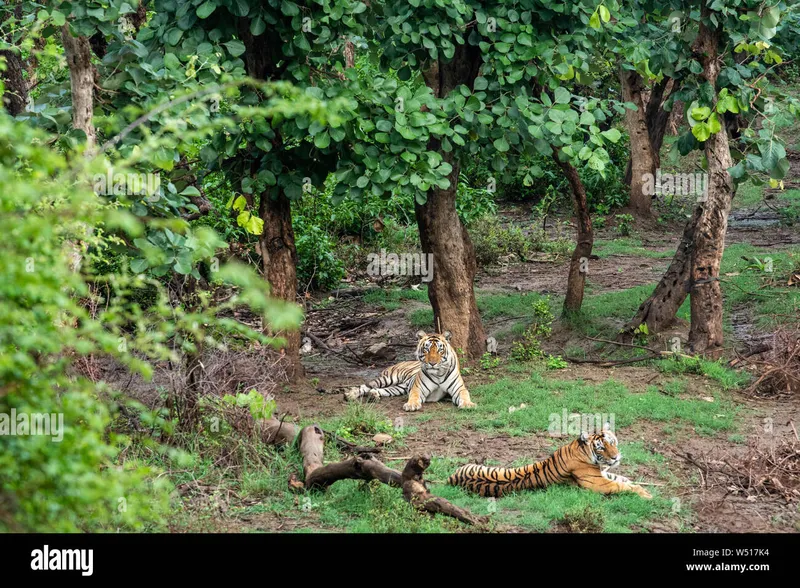 Image Sariska National Park - Tiger Reserve image beautiful image beautiful - Sariska tiger reserve and national park hi-res stock photography ...