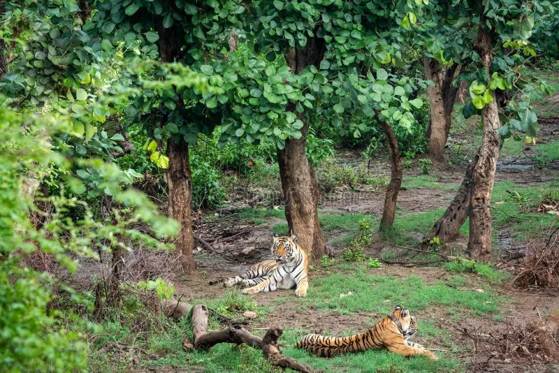 Image Sariska National Park - Tiger Reserve image beautiful image beautiful - 11,614 Pair Trees Stock Photos - Free & Royalty-Free Stock Photos ...